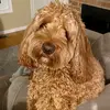 ED - @milesbeano - TikTok