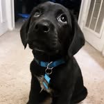 Miles Bean - @miley.pooh - Instagram