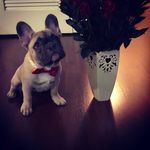 Miles_Benedict_thefrenchie - @miles_benedict_thefrenchie - Instagram