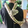 MilesBond - @carpetpythonsuk - TikTok