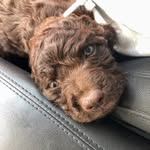 Miles - @milestheboykin - Instagram