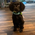 Miles The Boykin - @miles_the_lazy_birddog - Instagram