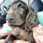 Miles the Boykin - @just_a_boykin_named_miles - Instagram