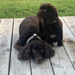 The Boykin Spaniels - @novaandmilestheboykins - Instagram