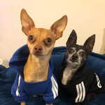Miles & Buckley - @milesandbuckleyandbruiser - Instagram