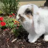 🐰Miles🐰 - @miles_bunny - TikTok
