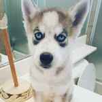 Miles Chadwick - @k9addictionz - Instagram