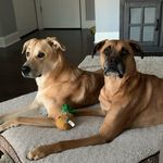 Miles Holden & Cassius Clay - @cassius_miles - Instagram