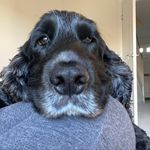 Miles Cunningham - @milescockercunningham - Instagram