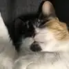 milescunningham75 - @miles.cunningham32 - TikTok