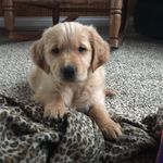 Miles Randall Daugherty - @miles_goldenretriever - Instagram
