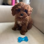 Olive and Miles Davidson - @olive_my_cavapoo - Instagram