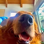 Miles Foley - @miles_and_the_boysyt - Instagram