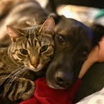 Miles, Franklin & Toula - @miles_and_frankie - Instagram