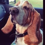 Miles Henry Cain - @mileshenry_basset - Instagram