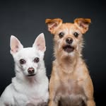 Gretchen Miles Hubbard - @pedroandscout - Instagram