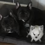 Lowe&Miles_Animals - @lowemiles_babies - Instagram