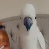 Lowe&Miles_Animals - @loweandmiles_animals - TikTok
