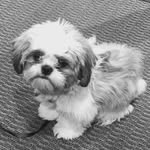 Miles Lowe ✨🐶✨ - @dailymiles - Instagram