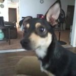 Miles McCarthy - @the_under_dog22 - Instagram
