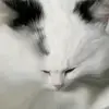 Miles_Morton - @miles_morton_1 - TikTok