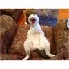 Myles Spears - @myles.spears - TikTok