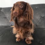 Miles Stephens - @milesthewambuntiousweenie - Instagram