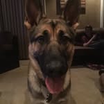Miles Stephens - @_miles_the_gsd_ - Instagram