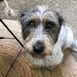Sully Miles Sullivan - @thesullydog_official - Instagram