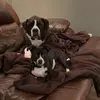 Milo & Sylvester 💙🐶💙 - @milo_sylvester_ - TikTok