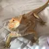 Miles Vaughn968 - @rikthedragon - TikTok