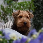 Hi I'm Miles, Welsh Terrier - @miles_the_terrier - Instagram