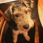 Miles - @miles.the.welsh - Instagram
