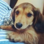 Miles welsh - @miles_the_doxie - Instagram
