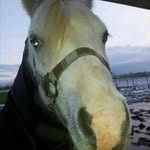 ❤️ - @welshpony_callero_miles - Instagram