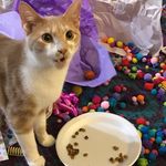 Miles Parker Johnson-Whitaker - @mrmilesparker_thecat - Instagram