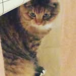 Miley Wright - @miley_moo_cat - Instagram