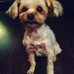 Miley Wright🐶 - @miley__journey - Instagram