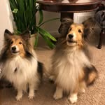 Milli & Floyd 🐶🐶 - @milliandfloydtheshelties - Instagram