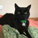 Millicent - Little Black Cat - @chillicentmillicent - Instagram