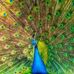 Millicent Chesa - Facebook