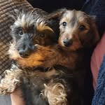 Millicent & Eddy - @theweegiewieners - Instagram