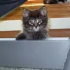 Millicent Edwards - @2175104297 - TikTok