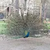 Millicent Hughes - @millicent.hughes - TikTok