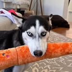 Millicent Eleanor Lawson (Millie) - @millicentthehusky - Instagram