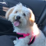 Millicent May - @bbmillmay - Instagram