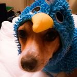 Murphy, Millie and Mars - @murphysnuggles.millicent.mars - Instagram