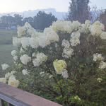 Millicent Murray Parker - @mparker1349 - Instagram