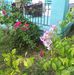 Millicent Weech - Facebook