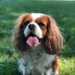 Millie The Dog - @millie_abrahamsen - Instagram